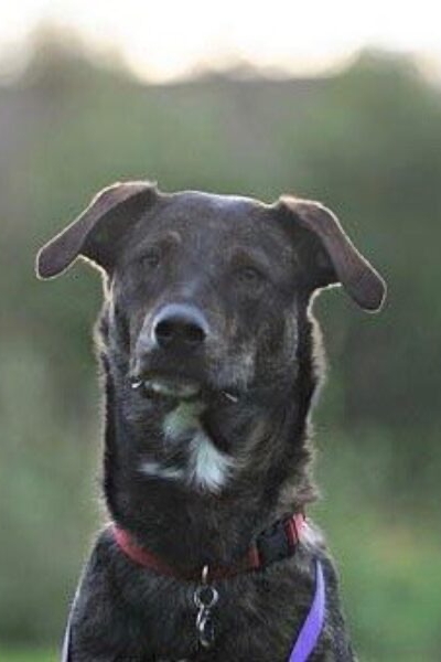 Dogtor-Hercules-DPT-The-FItness-Lab-Highlands-Ranch-Parker-Denver-Greenwood-Village-CO