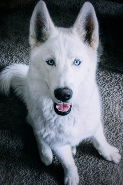 Dogtor-Kai-DPT-The-FItness-Lab-Highlands-Ranch-Parker-Denver-Greenwood-Village-CO