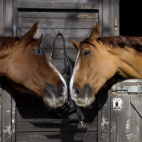 Equestrian-Horseback-Riding-The-FItness-Lab-Highlands-Ranch-Parker-Denver-Greenwood-Village-CO