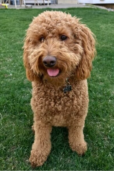 Yeti-DPT-The-FItness-Lab-Highlands-Ranch-Parker-Denver-Greenwood-Village-CO